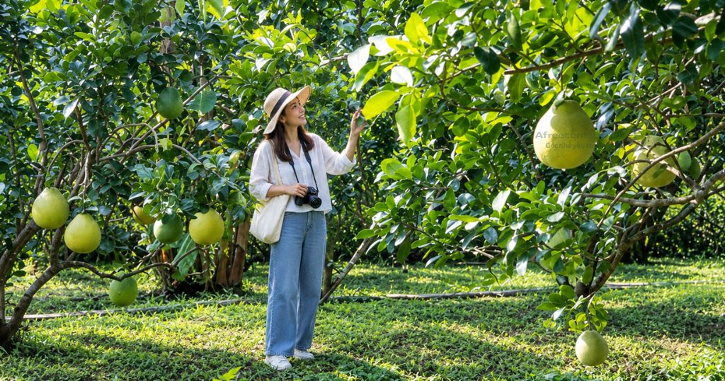 Vườn bưởi Mỹ Hòa từ lâu đã được biết đến là vùng trồng bưởi Năm Roi nổi tiếng